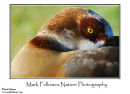 Egyptian goose Alopochen aegyptiacus
